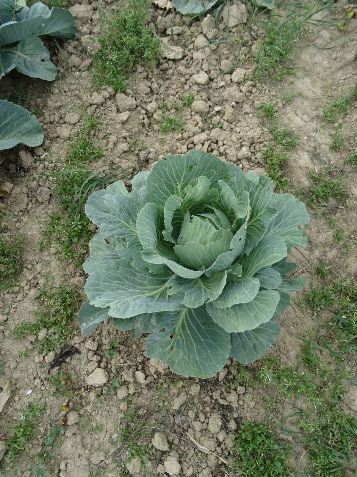 Potage aux feuilles de chou-fleur